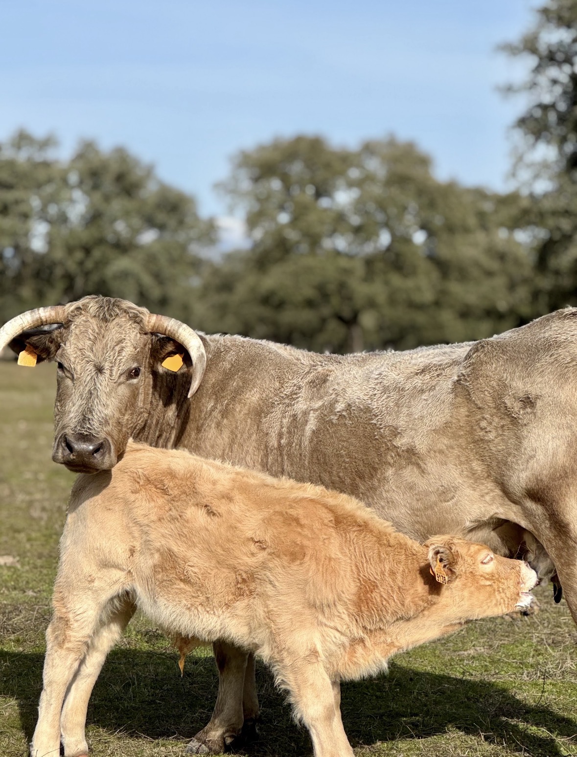 Vaca y ternero de la ganadería Montalvo en el campo