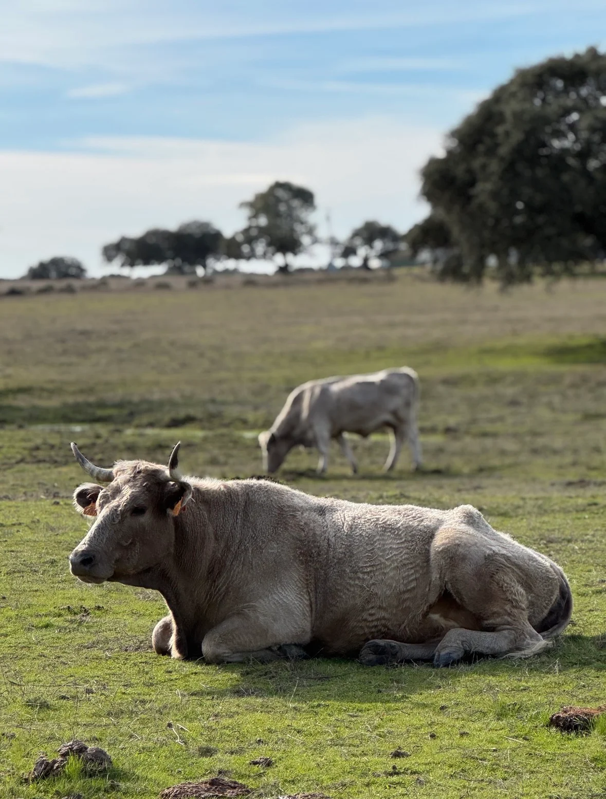Toro tumbado en el prado