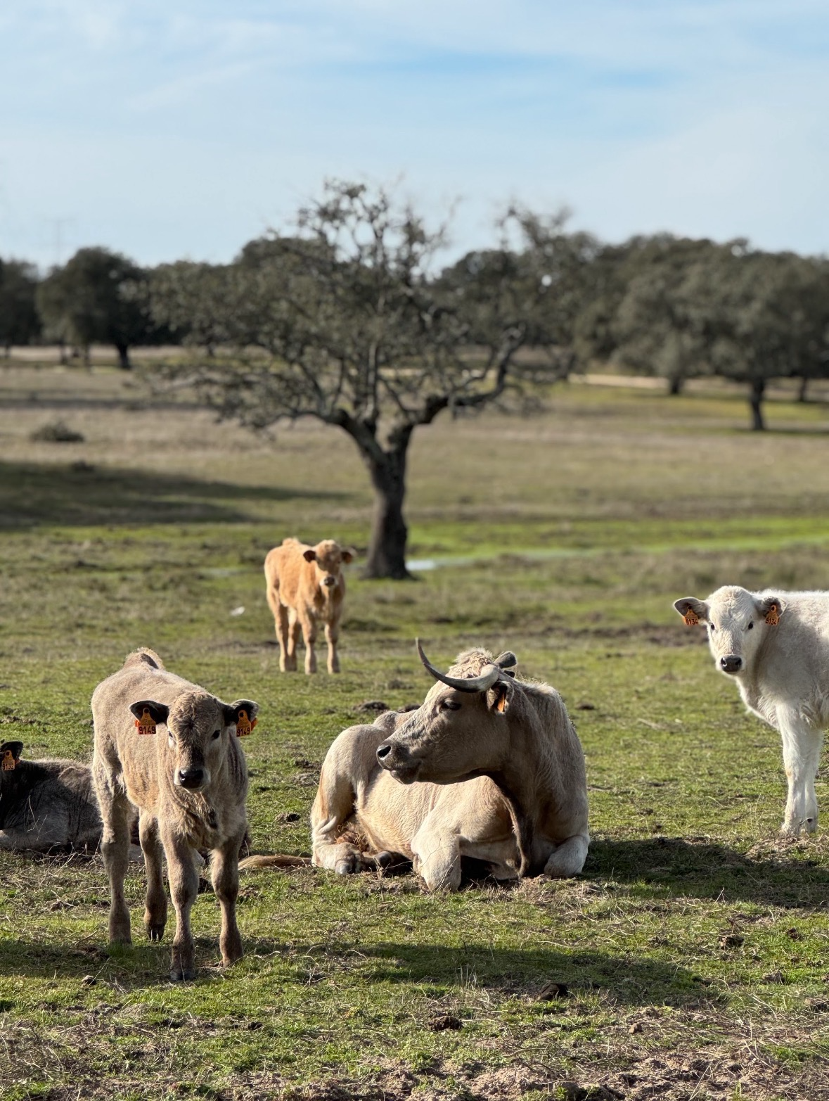 Vacas y terneros descansando en la dehesa