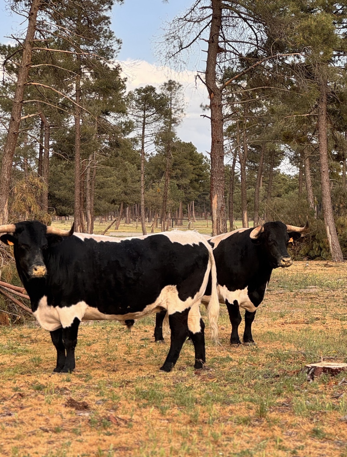 Toros entre los pinos de la finca