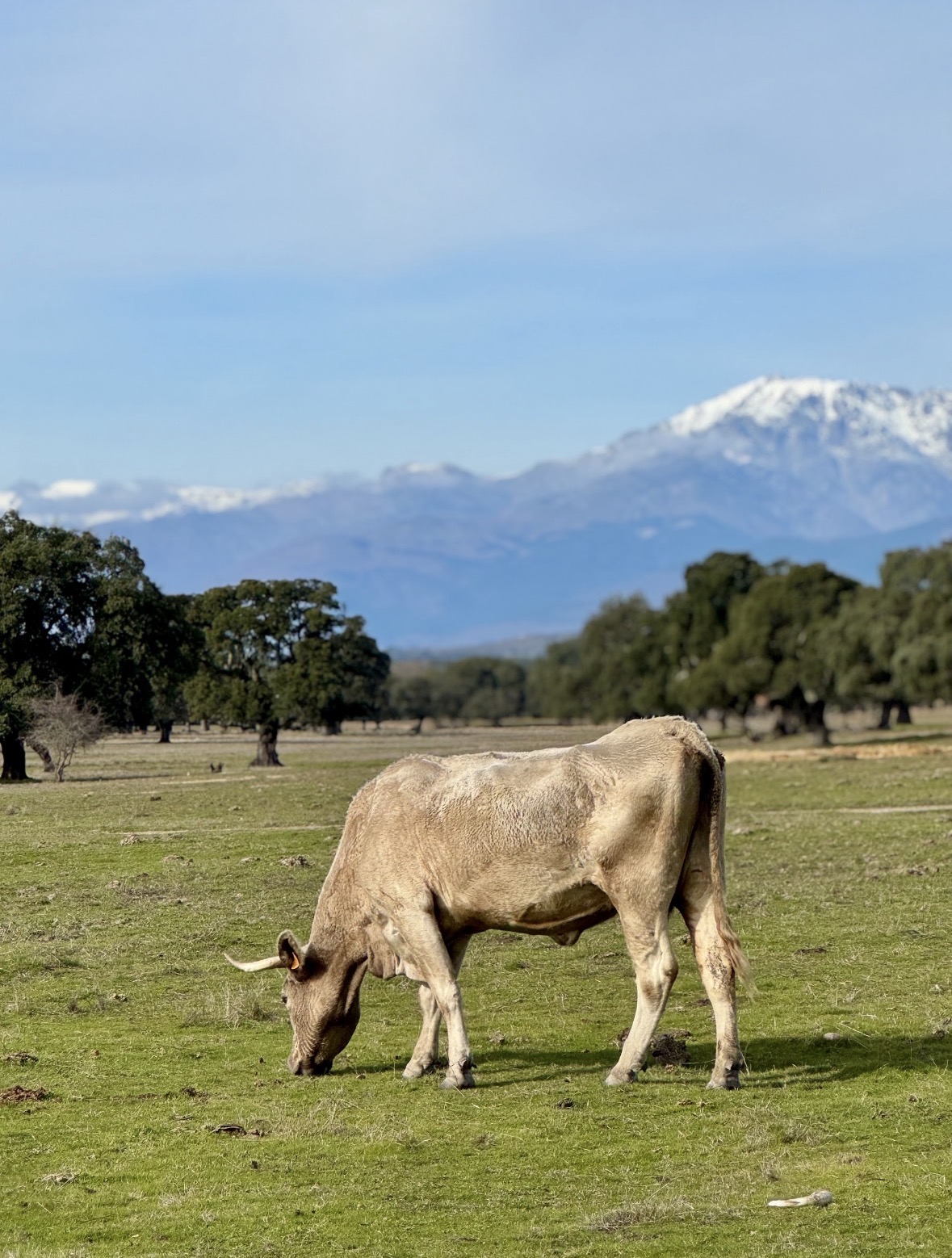 Vaca pastando entre encinas con la sierra nevada al fondo