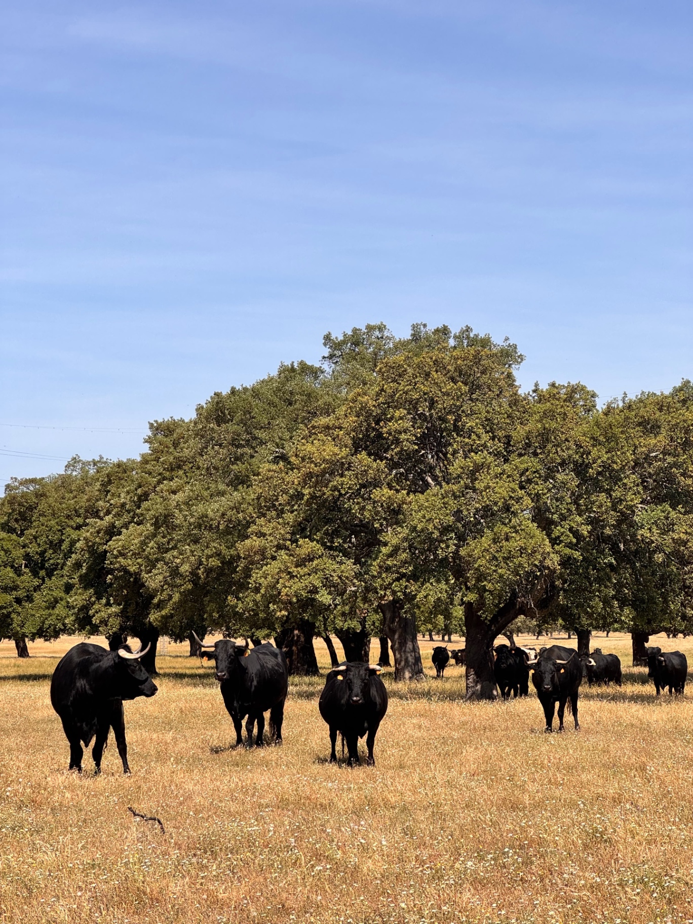 Manada de toros negros bajo las encinas